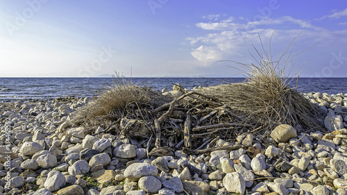 Dry vegetation on roacky beach photo