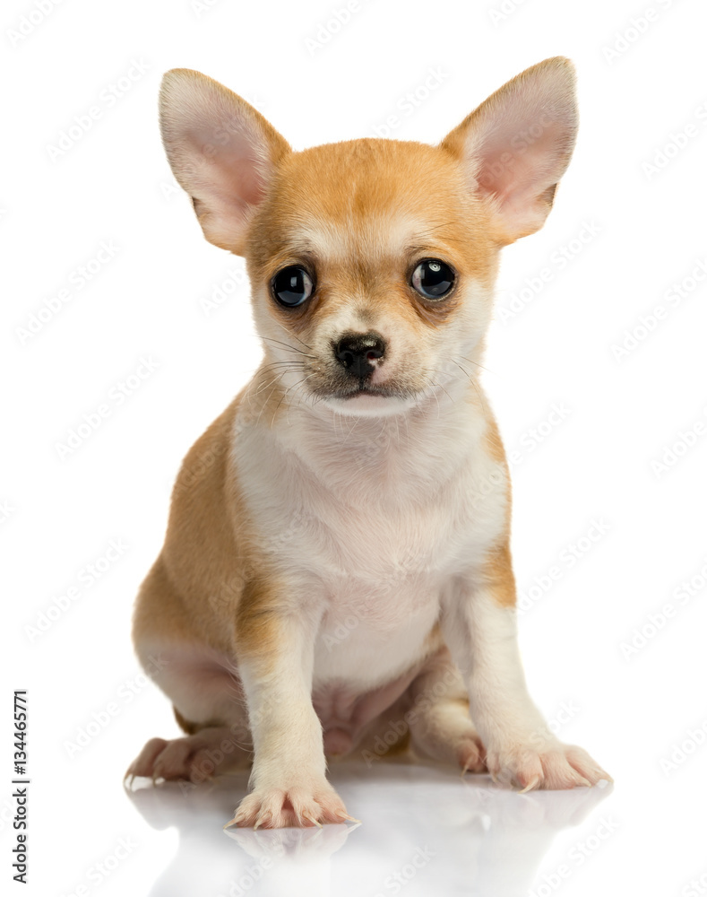 Chihuahua puppy, on white background