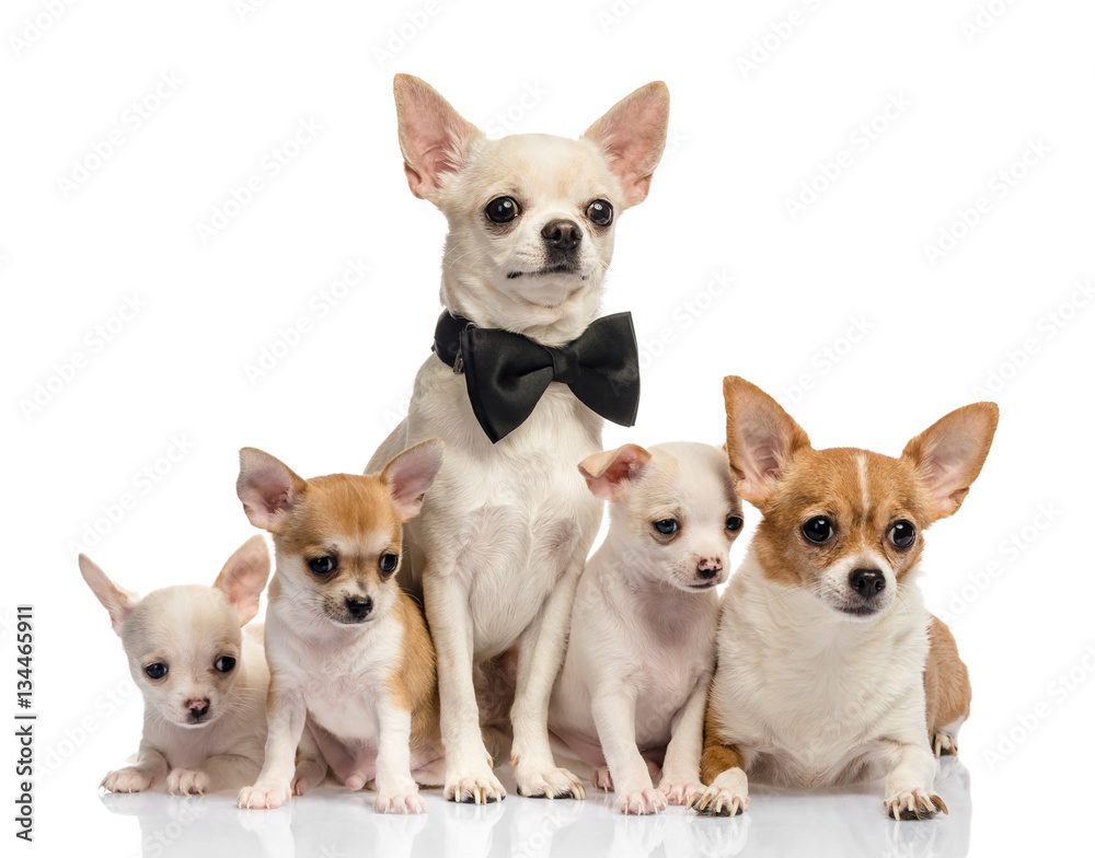 Dog family, Chihuahua on white background
