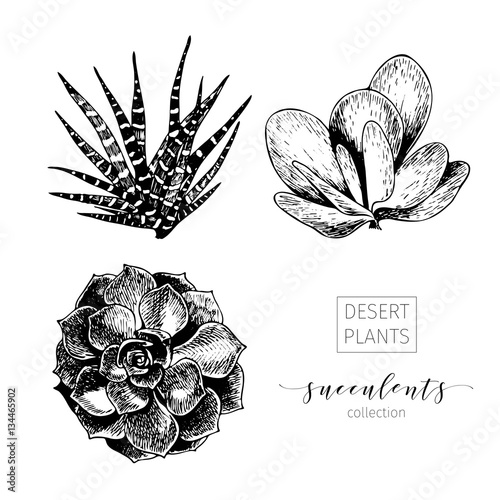 Vector set of succculents. Hand drawn botanical art isolated on white background. Floral illustration.