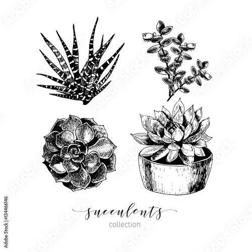 Vector set of succculents. Hand drawn botanical art isolated on white background. Floral illustration.
