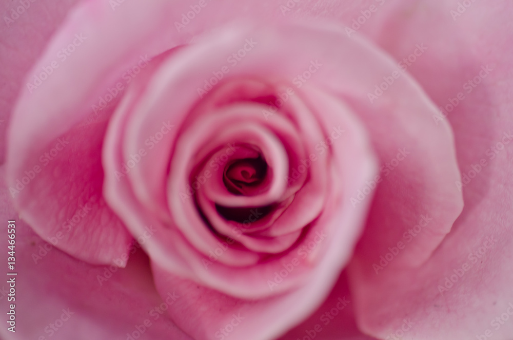 Red Rose beautiful for Valentines Day background Red Rose beautiful for Valentines Day background