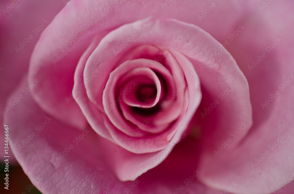 Red Rose beautiful for Valentines Day background Red Rose beautiful for Valentines Day background