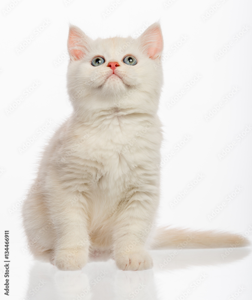 Cute little kitten on white