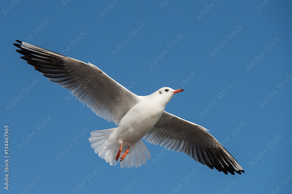 Fototapeta premium Black-headed Gull, Chroicocephalus ridibundus