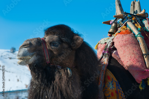 brown camel closeup © Oksy001