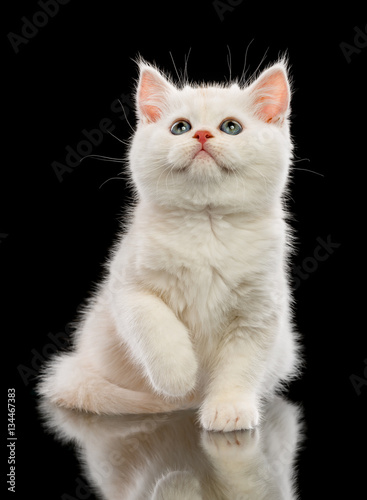 Cute little kitten on black