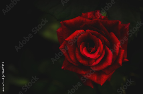 Blurred of dark rose Valentines Day background