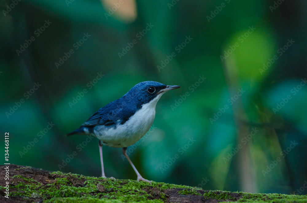 Obraz premium Siberian blue robin (Luscinia cyane)