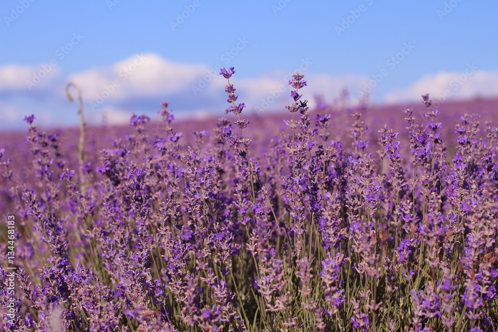 Naklejka premium Blooming lavender field in sunlight. Provence 