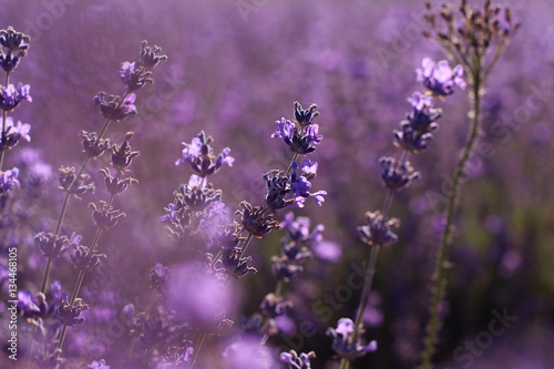 Lavender field in sunlight