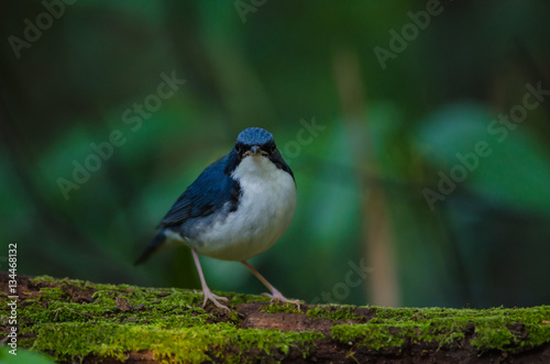 Siberian blue robin (Luscinia cyane) © forest71