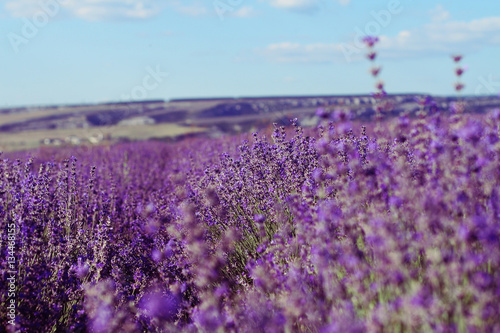 Lavender field in sunlight 
