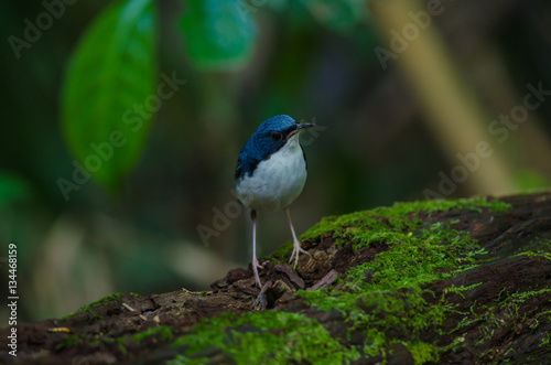 Siberian blue robin (Luscinia cyane) © forest71