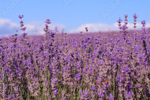 Blooming lavender field in sunlight. Provence 