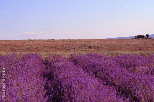 Blooming lavender field in sunlight. Provence 