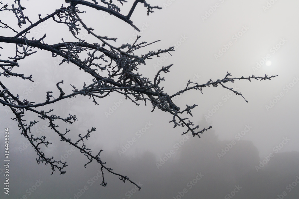 Branches with Fog
