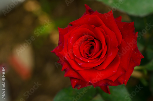 Red Rose beautiful for Valentines Day background