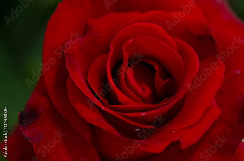 Red Rose beautiful for Valentines Day background