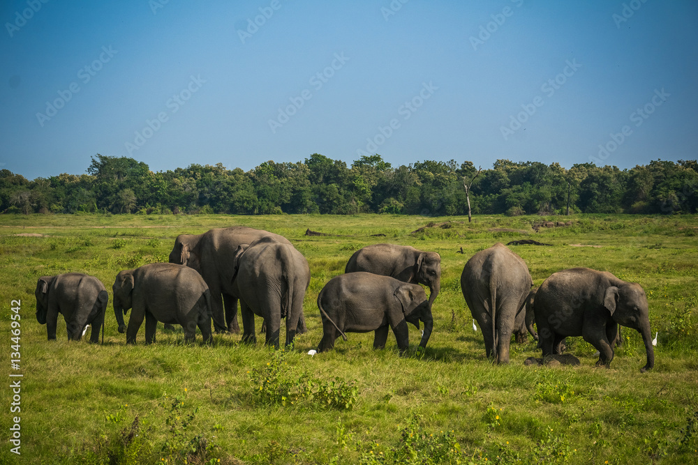 Elephants at Kawudulla, Minneriya national park in Sri Lanka