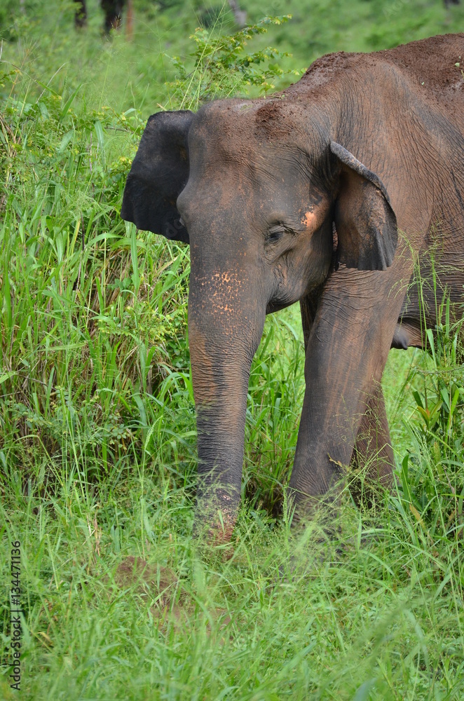 Obraz premium Sri Lankan elephant (Elephas maximus maximus) in Uda Walawe National Park, Sri Lanka