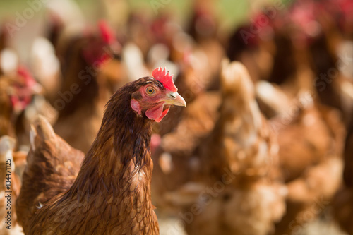 Closeup of a red chicken on a farm in nature. Hens in a free range farm. Chickens walking in the farm yard.