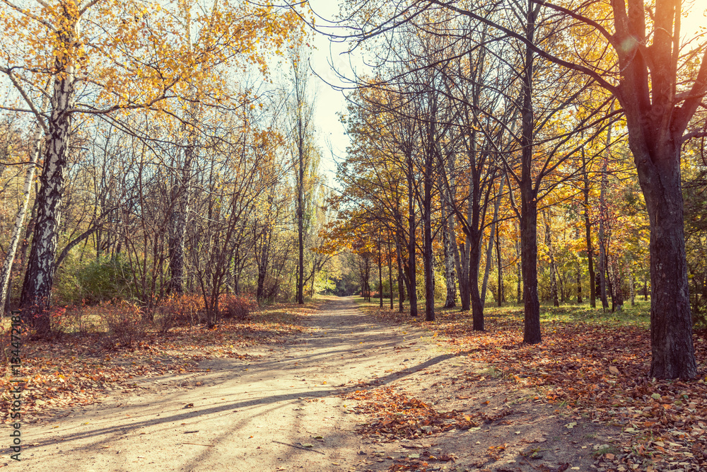 Colorful autumn landscape alley in the park in the fall sunny day.  Coloring and processing photo.