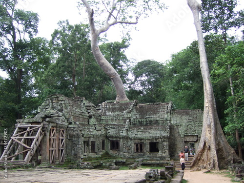 タ・プローム カンボジア 遺跡 木