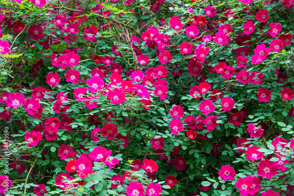 Fototapeta premium Many Pink Roses in Garden