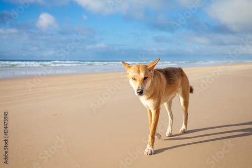 A Dingo on Fraser Island, Queensland, Australia