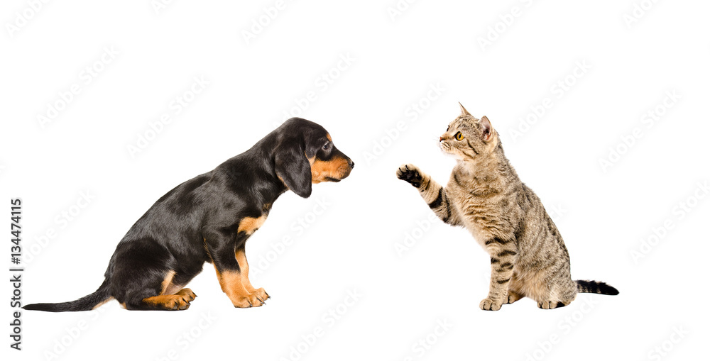 Puppy breed Slovakian Hound and playful cat Scottish Straight sitting together