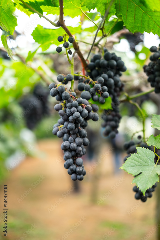 Grape in gatden