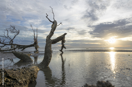 Dead tree on a beach at sunset. Long exposure photography