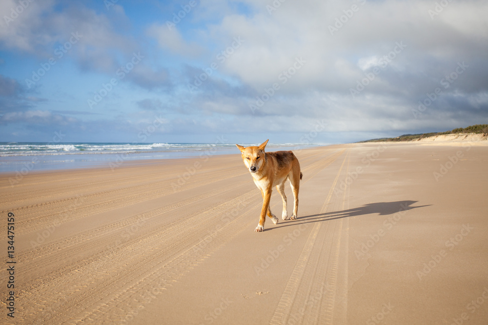 A Dingo on Fraser Island, Queensland, Australia A Dingo on Fraser Island, Queensland, Australia
