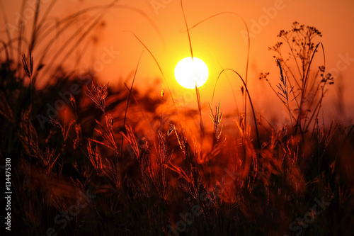 Sunset with silhouette of grass flower