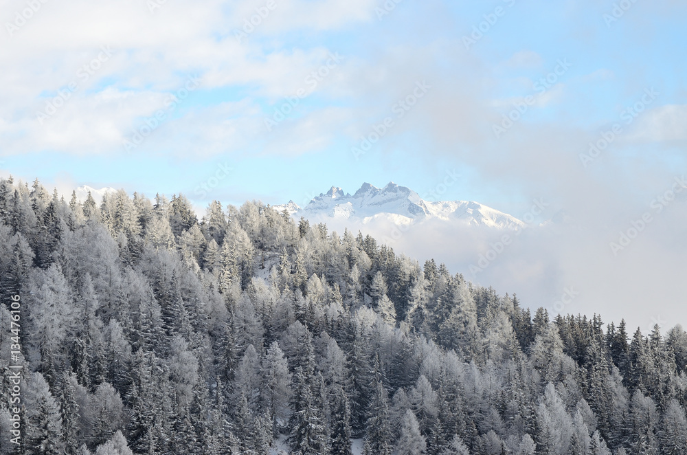 Wald im Schnee