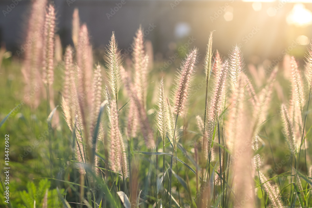 Fototapeta premium Grass flower in sunset