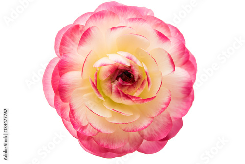 Fototapeta Naklejka Na Ścianę i Meble -  beautiful buttercup flower isolated