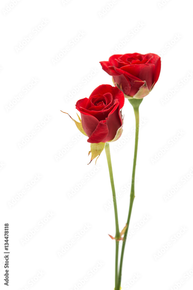 Obraz premium beautiful red rose