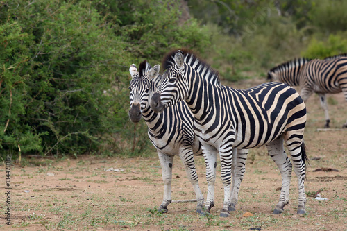 The plains zebra  Equus quagga  formerly Equus burchellii   also as the common zebra or Burchell s zebra