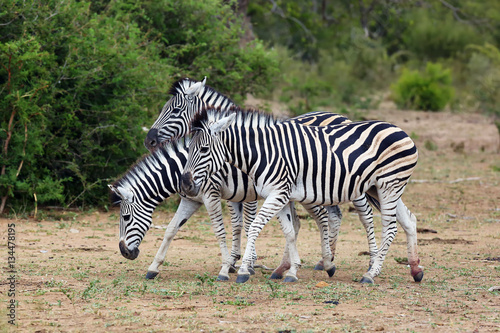 The plains zebra  Equus quagga  formerly Equus burchellii   also as the common zebra or Burchell s zebra