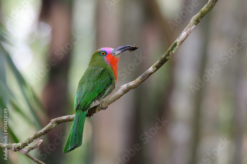 Red-bearded Bee-eater(Nyctyomis amictus Temmick), beautiful bird was eating food on branch, male.