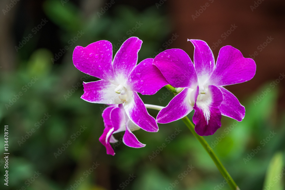 Cattleya Orchid, Sri lanka