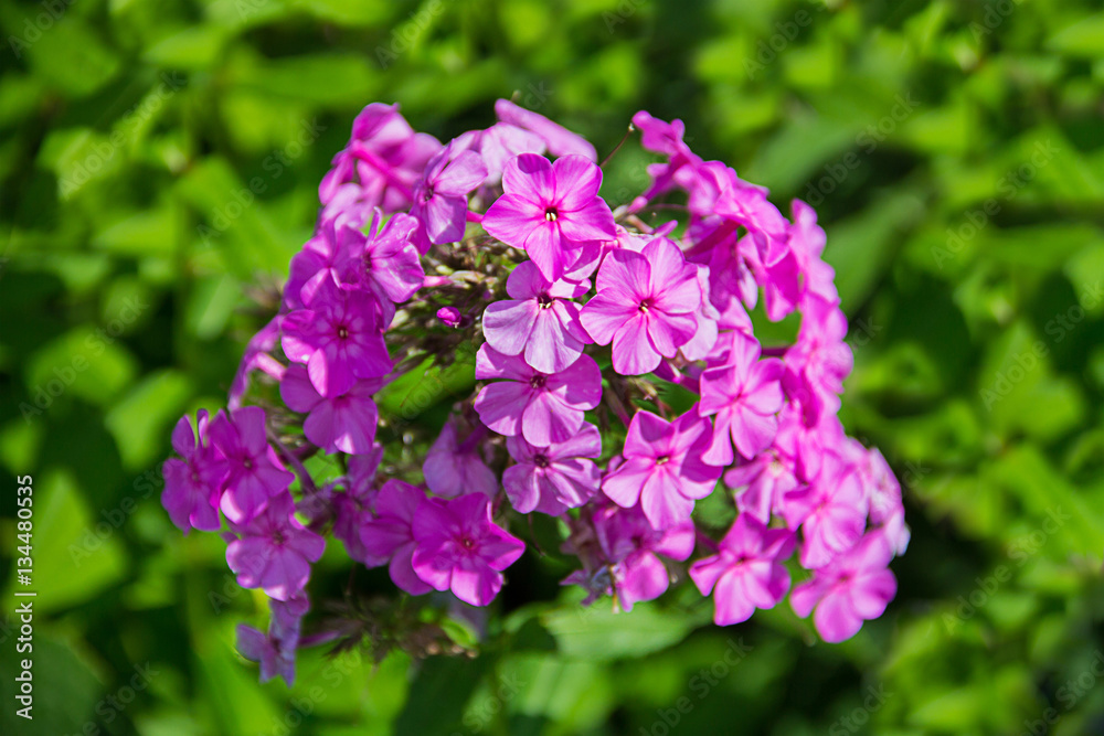 purple flowers growing wild carnation on a green meadow purple flowers growing wild carnation on a green meadow