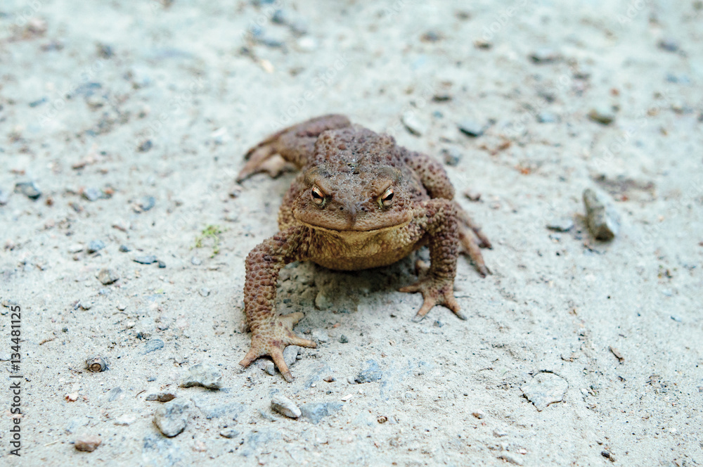 Obraz premium earth toad walking