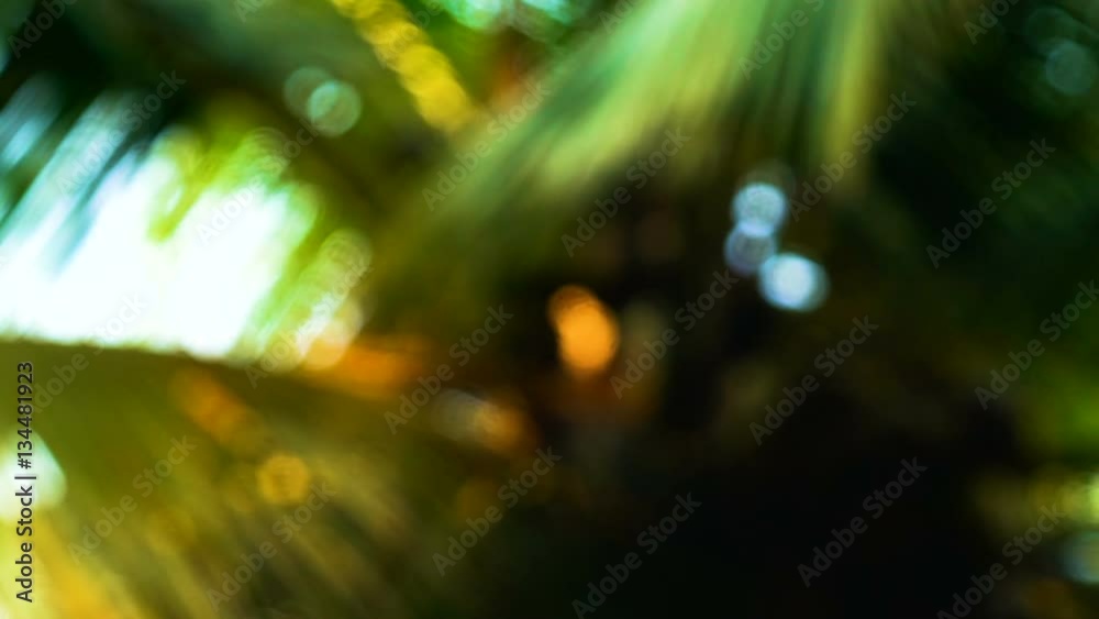 Palm Tree Leaves in Defocus with Blurry Sun Glitters