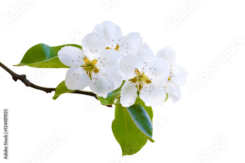 Branch of white spring blossom in soft focus. Shallow DOF. Isolated on white. Path included.