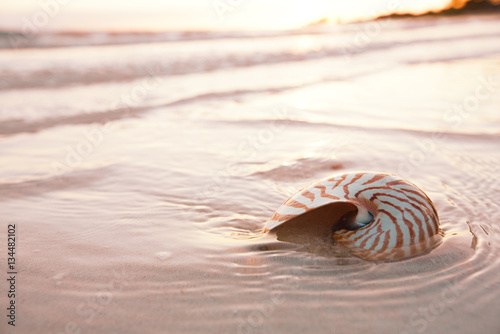 nautilus shell on beach in sunrise light, seascape