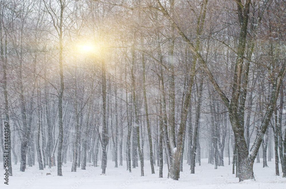 Sunrays in the dark winter forest with snow.