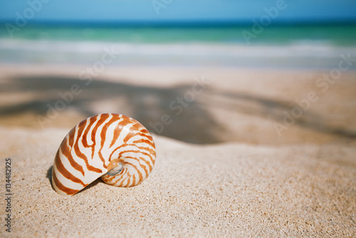 nautilus shell  on white  beach sand and blue seascape backgroun © Elena Moiseeva